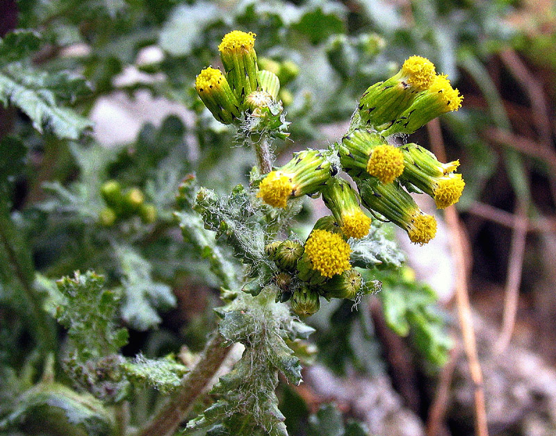 Senecio vulgaris / Senecione comune